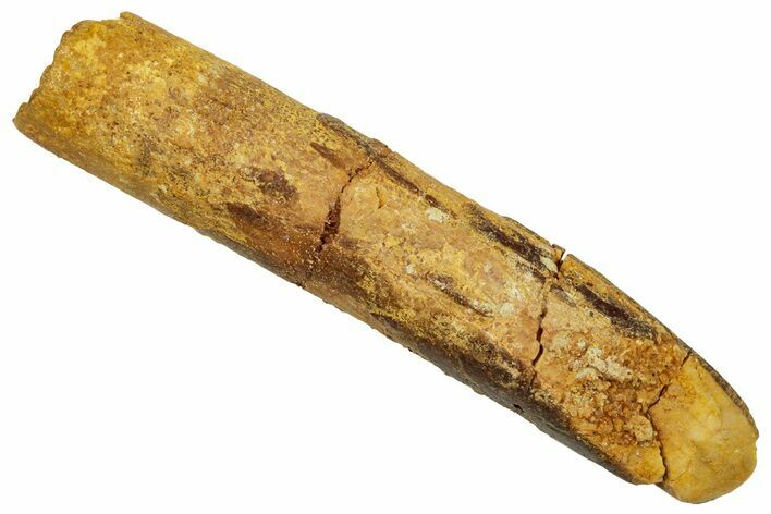 Fossil Sauropod Dinosaur (Titanosaur) Tooth - Morocco #329047